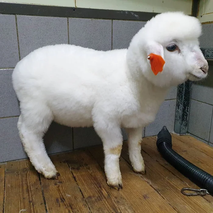 Фото дня: вівця, яку викупали, стала зіркою мережі - фото 471550