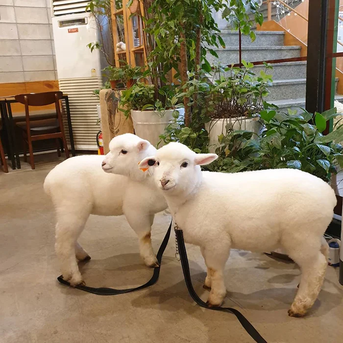 Фото дня: овца, которую выкупали, стала звездой сети - фото 471551