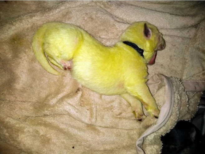 Интернет шоке от фото щенка с зеленой шерстью – он таким родился - фото 471611