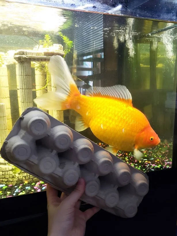 Американка виграла золоту рибку, яка неочікувано стала вдвічі більшою, аніж акваріум - фото 471700
