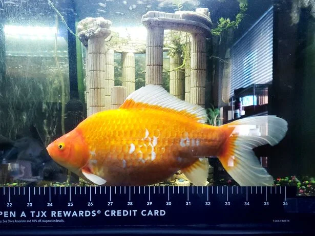 Американка виграла золоту рибку, яка неочікувано стала вдвічі більшою, аніж акваріум - фото 471701