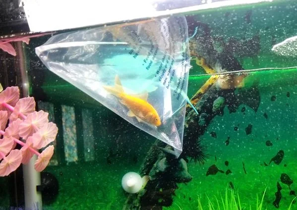 Американка виграла золоту рибку, яка неочікувано стала вдвічі більшою, аніж акваріум - фото 471702