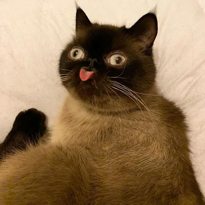 Смішні банькаті очі зробили кота зіркою інтернету - фото 471849