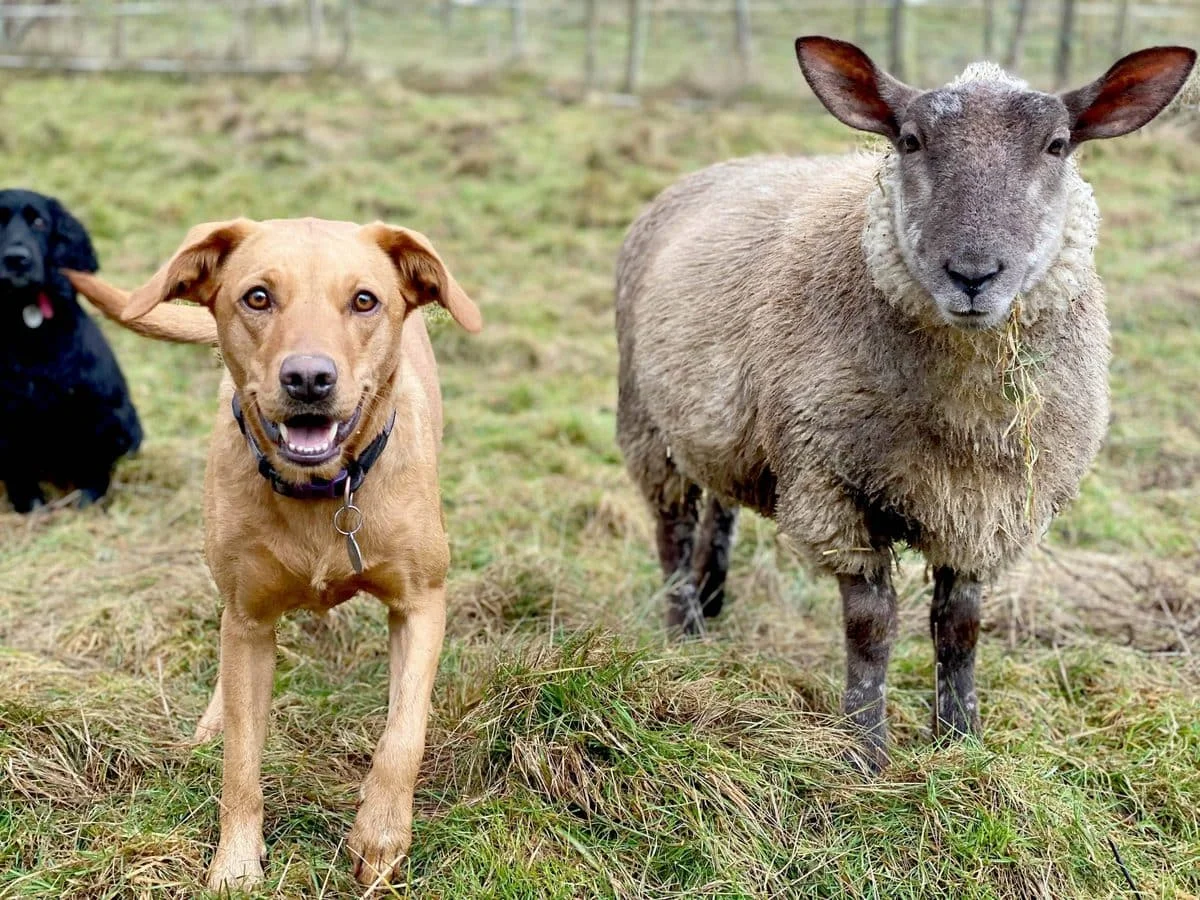 Овца, которая научилась лаять и уверена, что она собака, насмешила весь мир - фото 473348