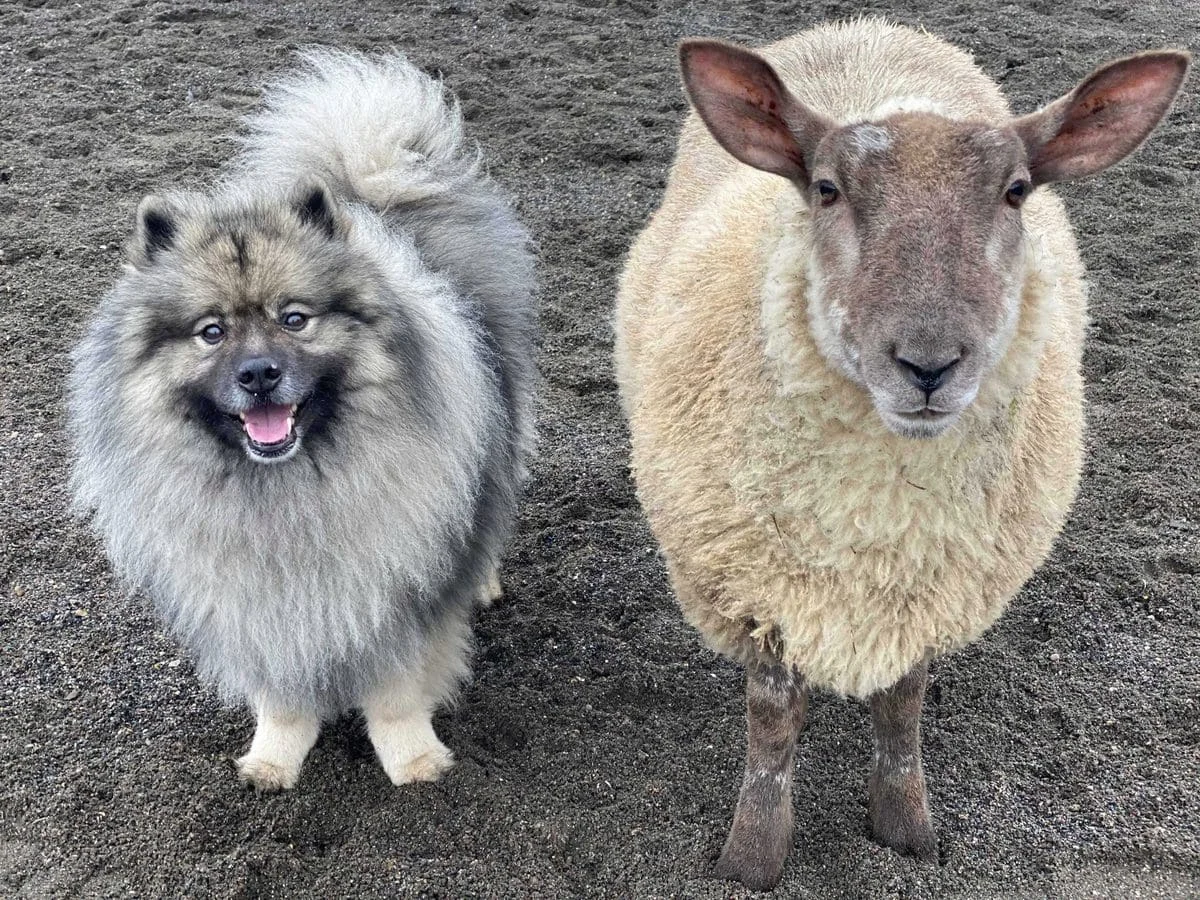 Овца, которая научилась лаять и уверена, что она собака, насмешила весь мир - фото 473349