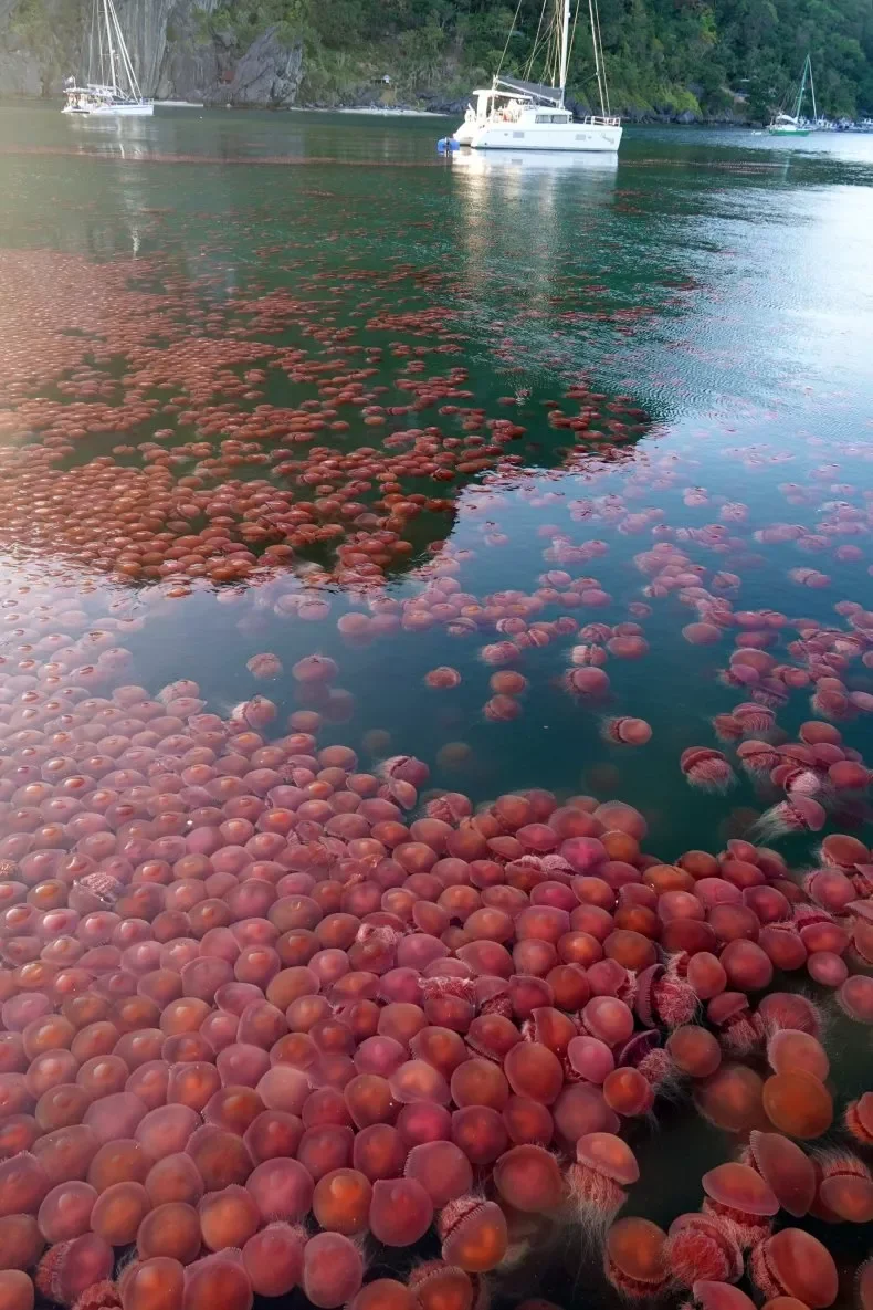 Ефектне явище: узбережжя Філіппін заполонили червоні медузи - фото 473718