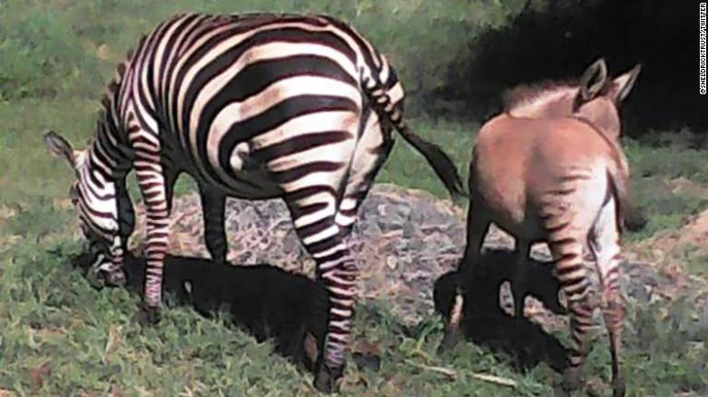 У кенійському зоопарку народилося звіря, схоже одразу на зебру й віслюка - фото 474887