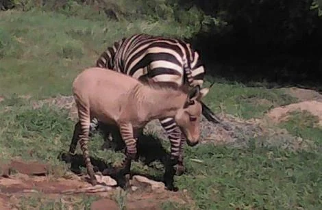 У кенійському зоопарку народилося звіря, схоже одразу на зебру й віслюка - фото 474888