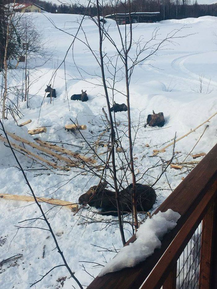 Фото с этими животными доказывают, что они соблюдают правила карантина лучше, чем люди - фото 475686