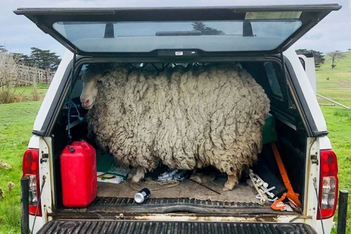 Волохата куля: у Австралії вівця, яка зникла 7 років тому, повернулася додому - фото 475883