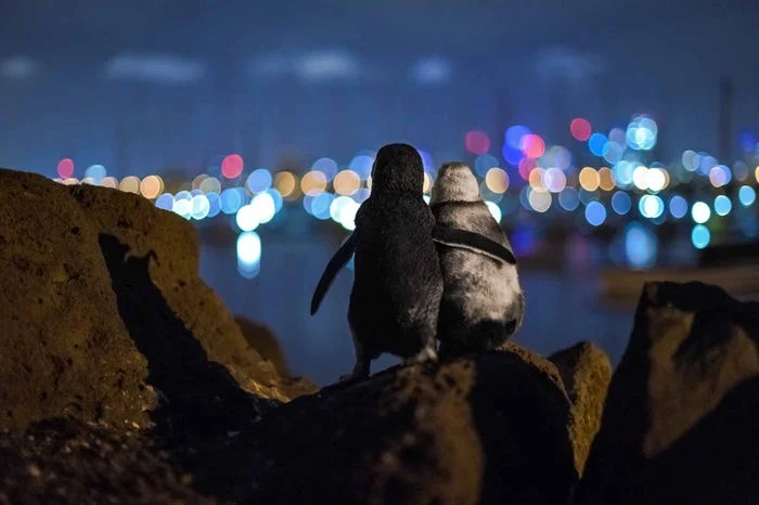 Фото дня: 2 пінгвіни, які знову знайшли кохання і милувались краєвидом, розчулили світ - фото 475926
