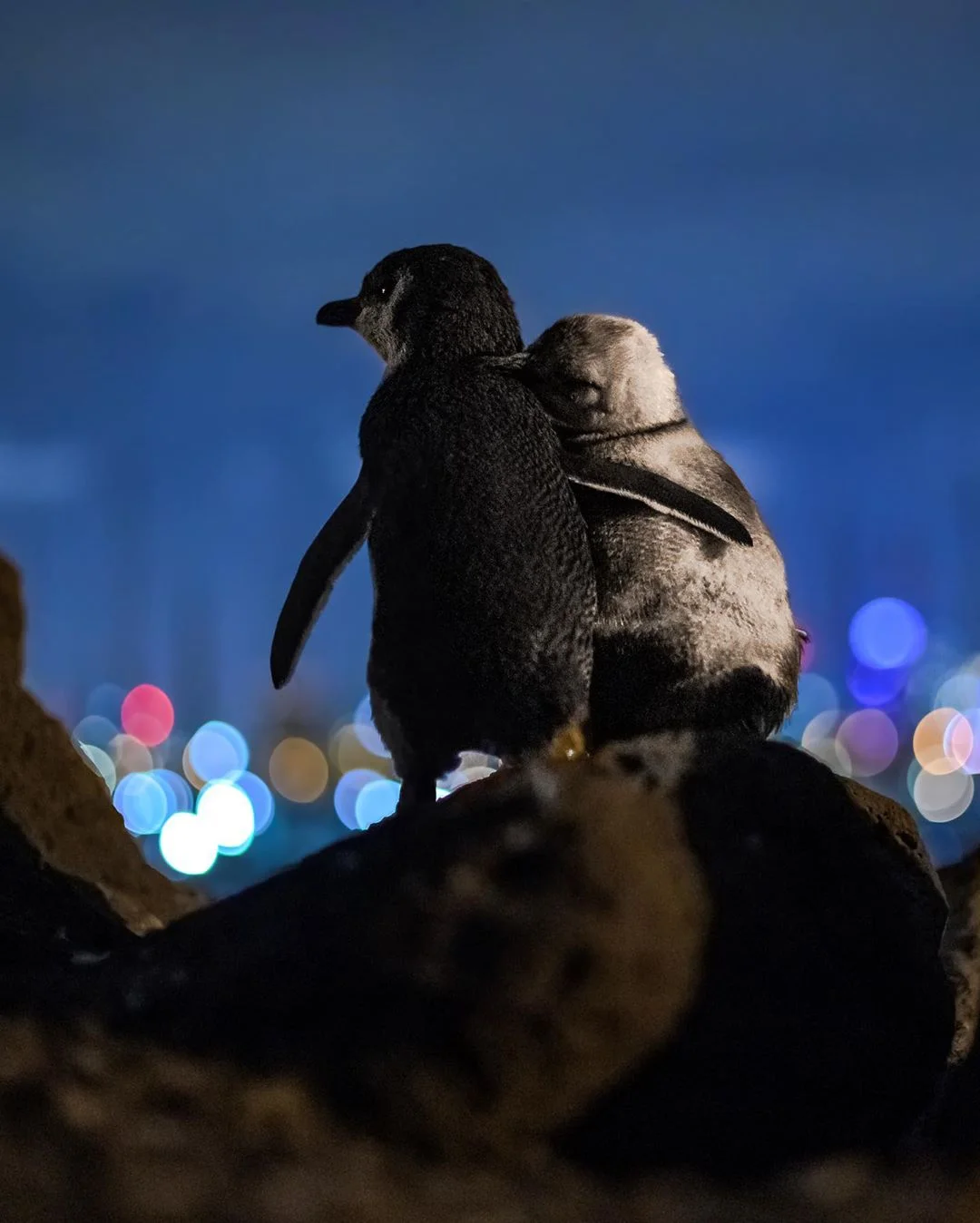 Фото дня: 2 пингвина, которые вновь обрели любовь и любовались видом, растрогали мир - фото 475927
