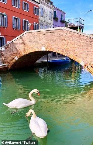 Після дельфінів та лебедів до Венеції повернулися медузи (відеодоказ) - фото 476179