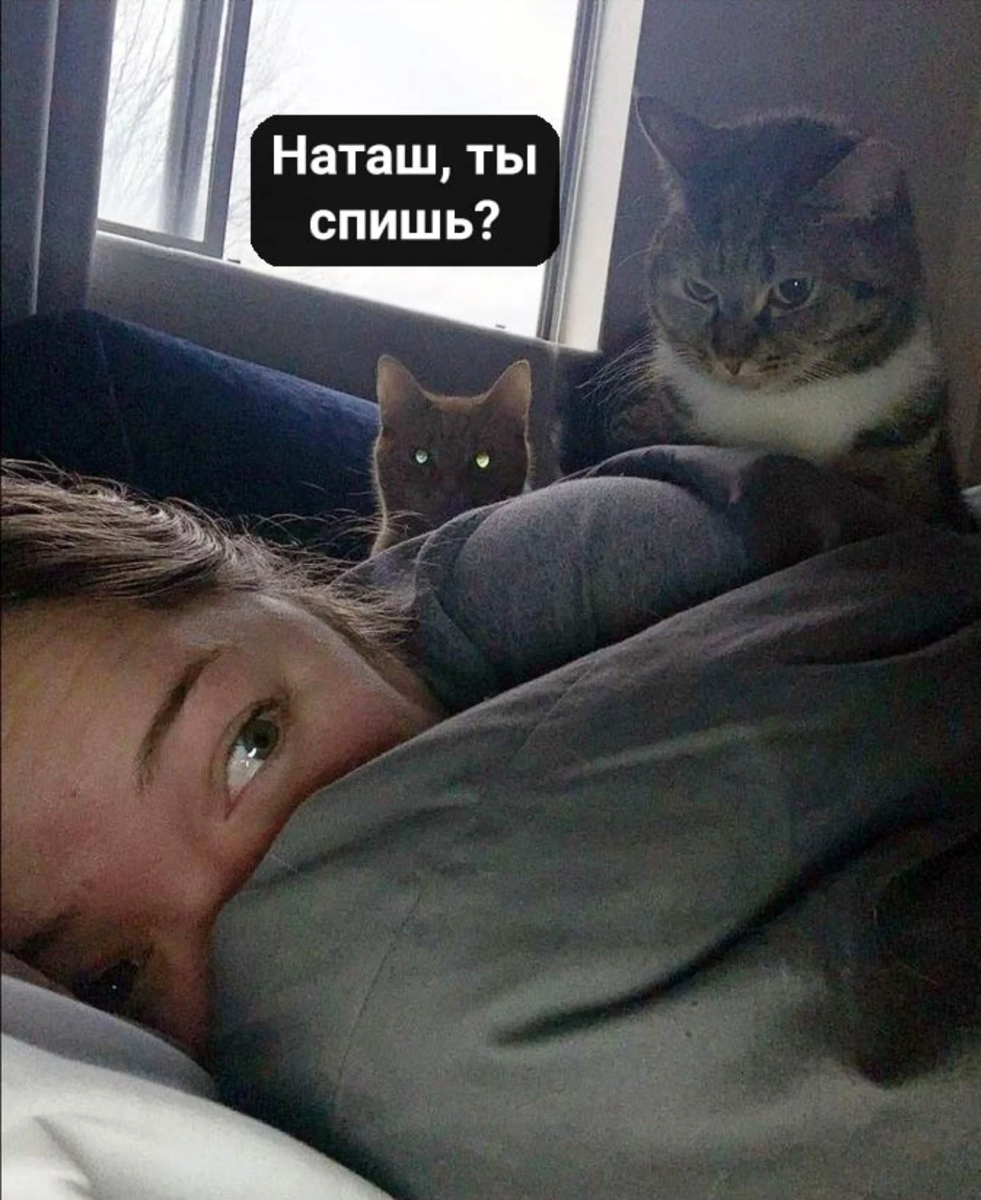 Сеть заполонили мемы про котов и Наташу – мы собрали лучшие из них - фото 476265