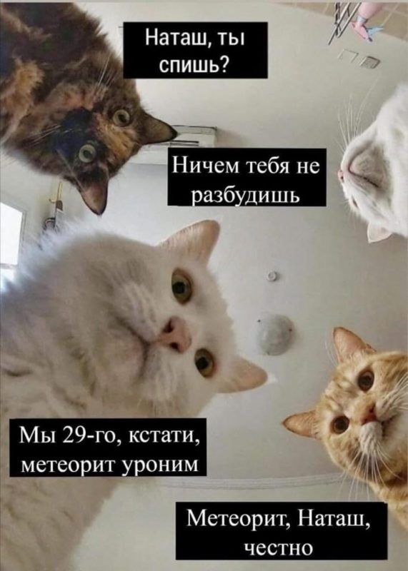 Мережу заполонили меми про котів і Наташу – ми зібрали найкращі з них - 476266 Мережу заполонили меми про котів і Наташу – ми зібрали найкращі з них - фото 476266