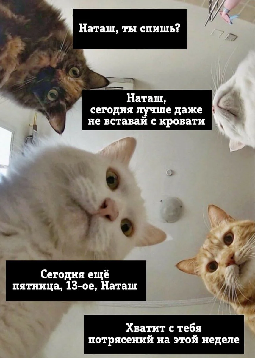 Сеть заполонили мемы про котов и Наташу – мы собрали лучшие из них - фото 476267
