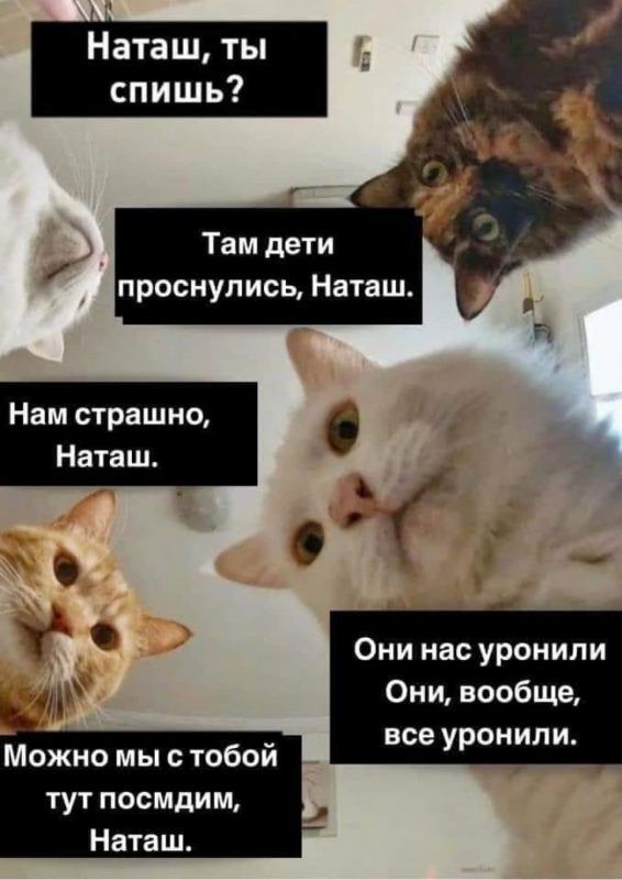 Мережу заполонили меми про котів і Наташу – ми зібрали найкращі з них - 476269 Мережу заполонили меми про котів і Наташу – ми зібрали найкращі з них - фото 476269