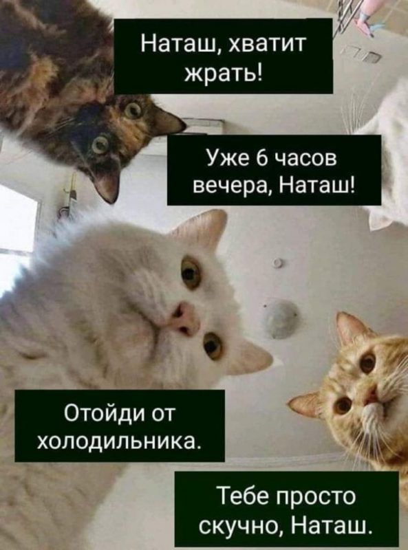Мережу заполонили меми про котів і Наташу – ми зібрали найкращі з них - 476270 Мережу заполонили меми про котів і Наташу – ми зібрали найкращі з них - фото 476270