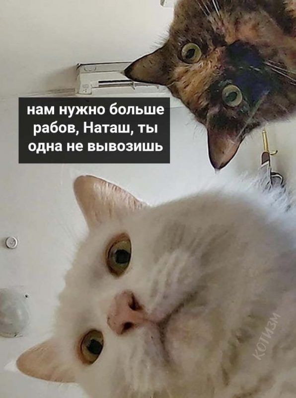 Мережу заполонили меми про котів і Наташу – ми зібрали найкращі з них - 476272 Мережу заполонили меми про котів і Наташу – ми зібрали найкращі з них - фото 476272
