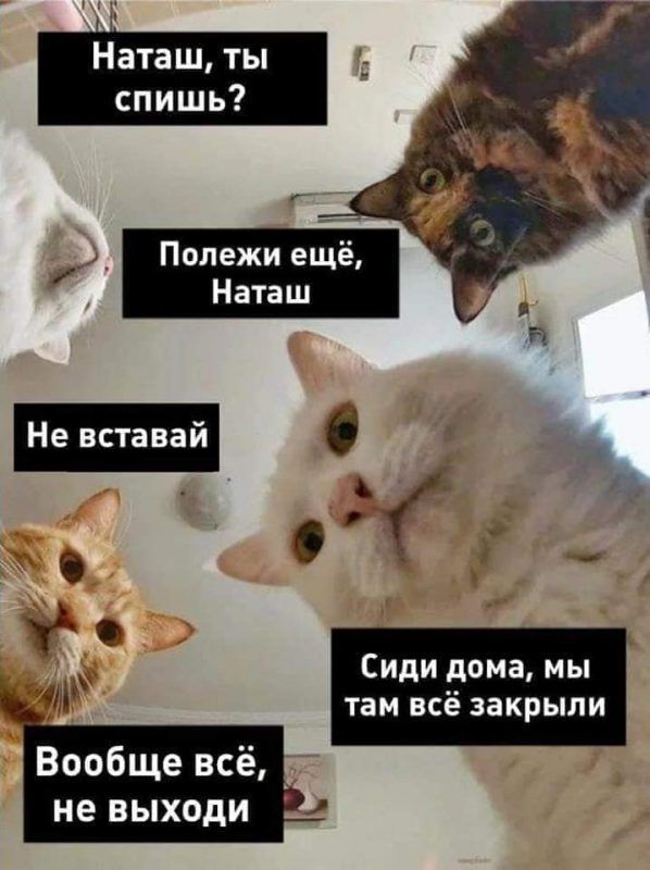 Мережу заполонили меми про котів і Наташу – ми зібрали найкращі з них - 476275 Мережу заполонили меми про котів і Наташу – ми зібрали найкращі з них - фото 476275