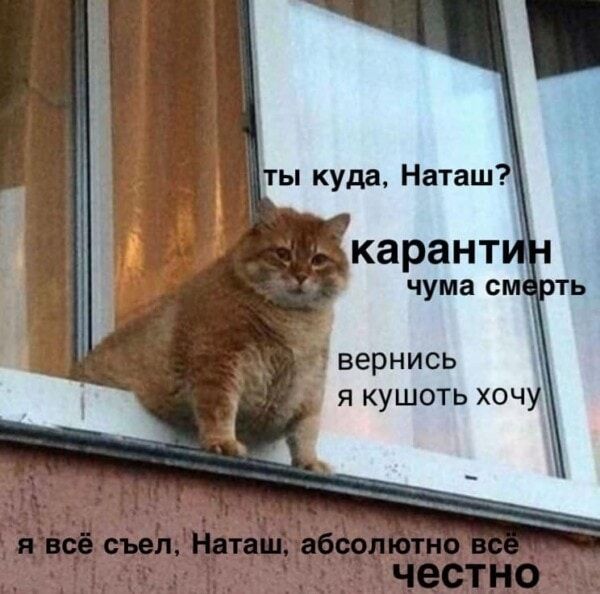 Мережу заполонили меми про котів і Наташу – ми зібрали найкращі з них - 476276 Мережу заполонили меми про котів і Наташу – ми зібрали найкращі з них - фото 476276
