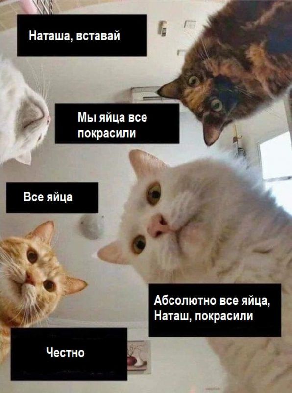 Мережу заполонили меми про котів і Наташу – ми зібрали найкращі з них - 476277 Мережу заполонили меми про котів і Наташу – ми зібрали найкращі з них - фото 476277