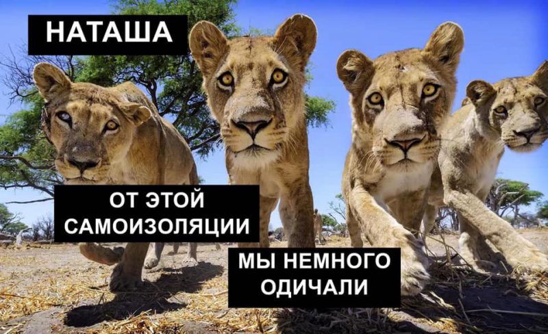 Мережу заполонили меми про котів і Наташу – ми зібрали найкращі з них - 476279 Мережу заполонили меми про котів і Наташу – ми зібрали найкращі з них - фото 476279