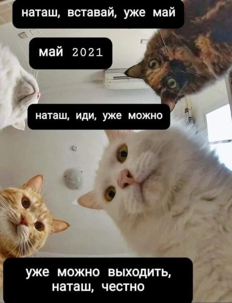 Сеть заполонили мемы про котов и Наташу – мы собрали лучшие из них - фото 476280