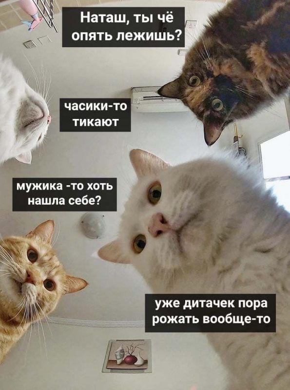 Мережу заполонили меми про котів і Наташу – ми зібрали найкращі з них - 476285 Мережу заполонили меми про котів і Наташу – ми зібрали найкращі з них - фото 476285