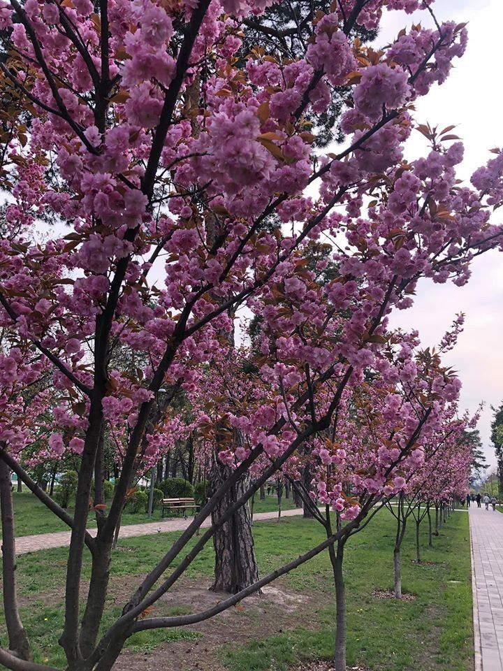 В Киеве пышно расцвела самая длинная аллея сакур - фото 476510