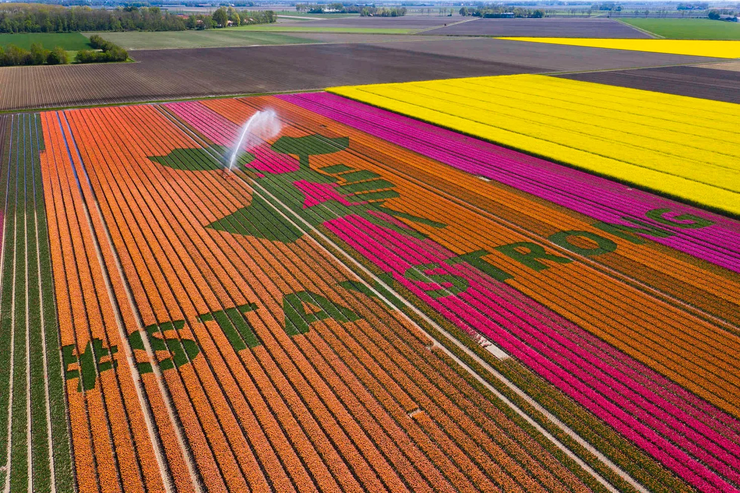 У Нідерландах квітнуть тюльпани, які передають цікаві повідомлення туристам - фото 476722