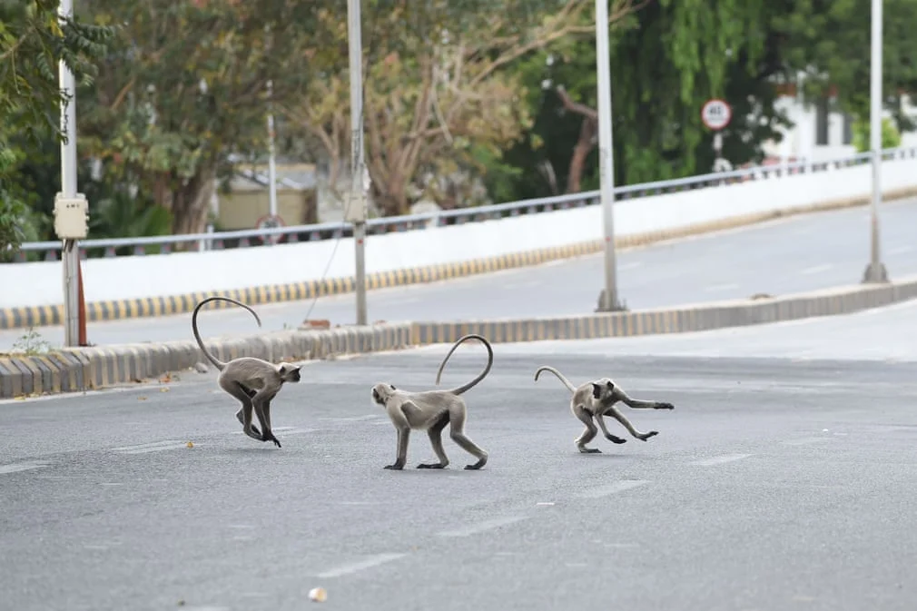 Тебя поразят фото, на которых дикие животные разгуливают по улицам крупных городов - фото 476819