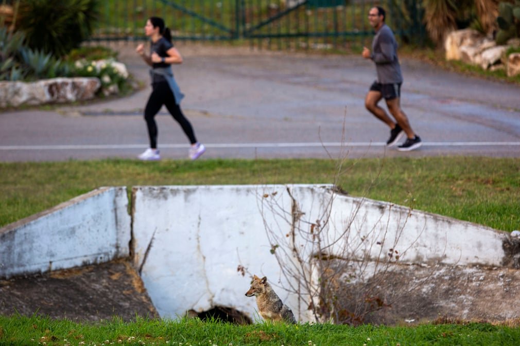 Тебя поразят фото, на которых дикие животные разгуливают по улицам крупных городов - фото 476821