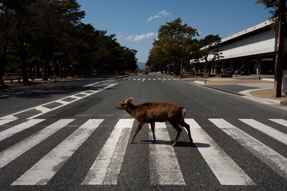 Тебя поразят фото, на которых дикие животные разгуливают по улицам крупных городов - фото 476825