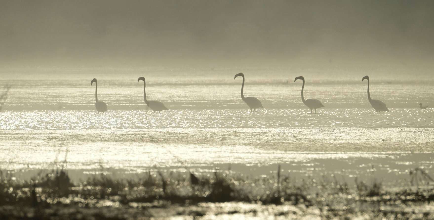 Увлекательное зрелище: на лимане возле Черного моря впервые заметили розовых фламинго - фото 477007