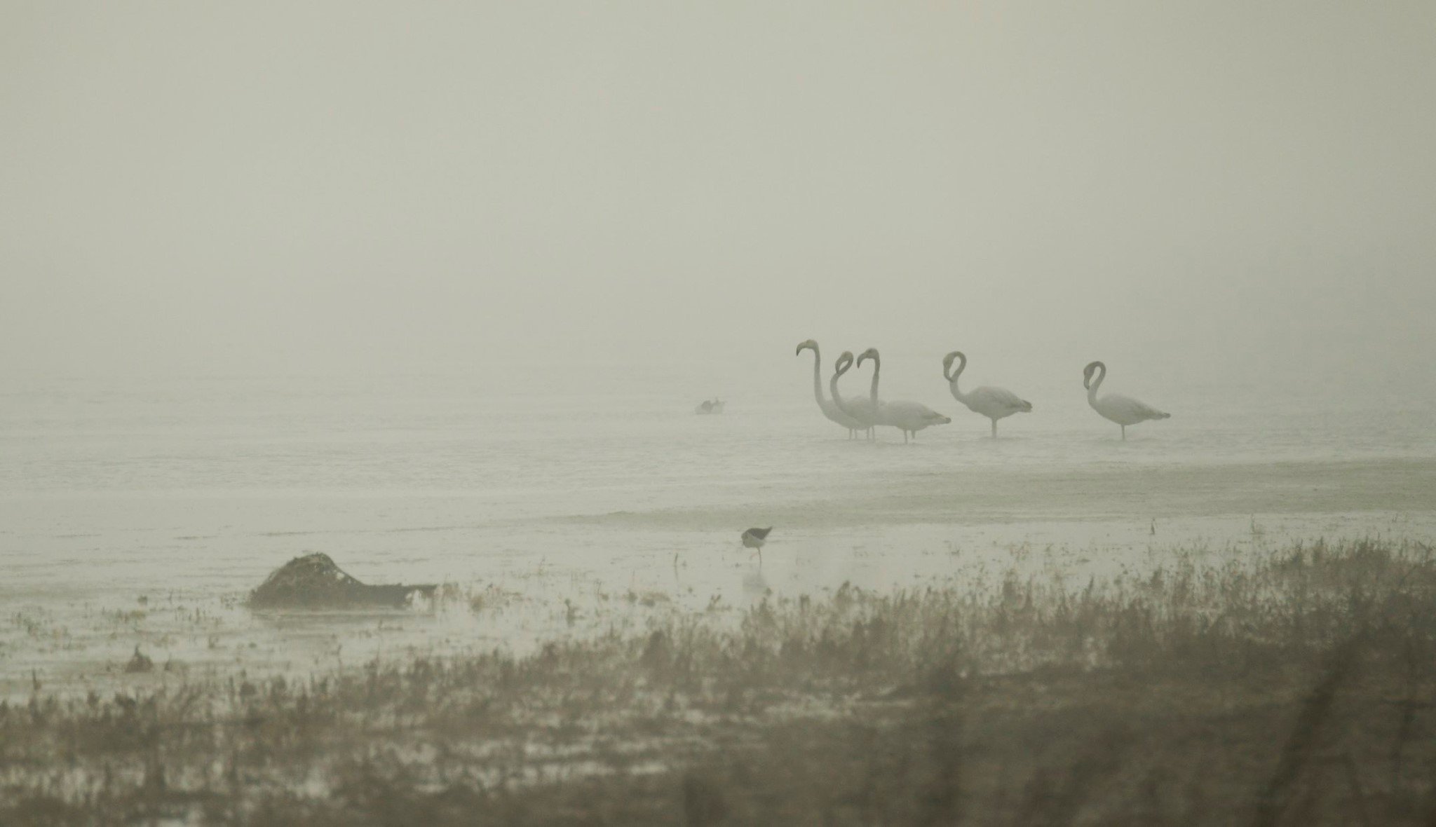 Увлекательное зрелище: на лимане возле Черного моря впервые заметили розовых фламинго - фото 477008