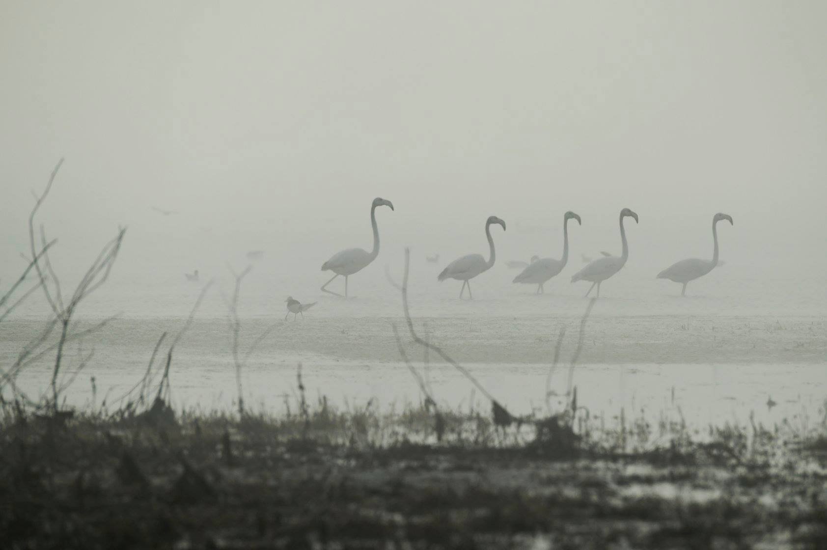 Увлекательное зрелище: на лимане возле Черного моря впервые заметили розовых фламинго - фото 477009