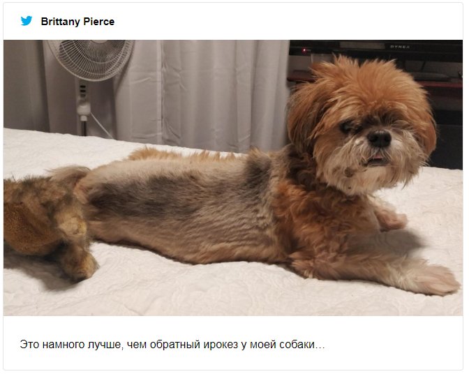 Крис Эванс неудачно подстриг своего пса, и теперь юзеры делятся фото со своими фейлами - фото 477114