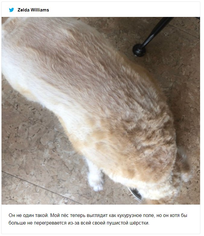 Крис Эванс неудачно подстриг своего пса, и теперь юзеры делятся фото со своими фейлами - фото 477115