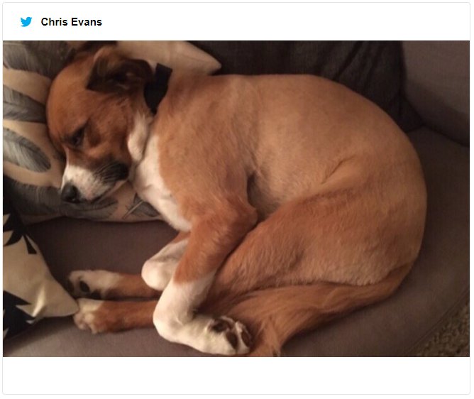 Крис Эванс неудачно подстриг своего пса, и теперь юзеры делятся фото со своими фейлами - фото 477116
