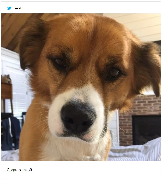 Крис Эванс неудачно подстриг своего пса, и теперь юзеры делятся фото со своими фейлами - фото 477119
