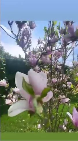 В саду Тины Кароль выросло дерево в форме сердца, и она не может им нарадоваться - фото 477383