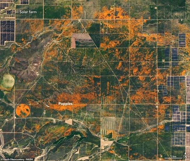 У Каліфорнії так рясно зацвіли макові поля, що їх видно із космосу - фото 477548