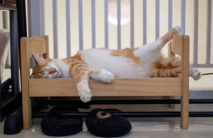 Чарівне видовище: люди купують іграшкові ліжечка IKEA і вкладають туди спати кошенят - фото 477808