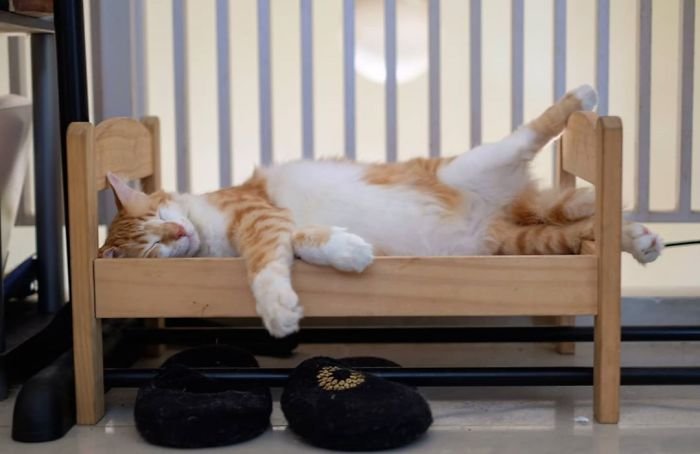 Волшебное зрелище: люди покупают игрушечные кроватки IKEA и вкладывают туда спать котят - фото 477808