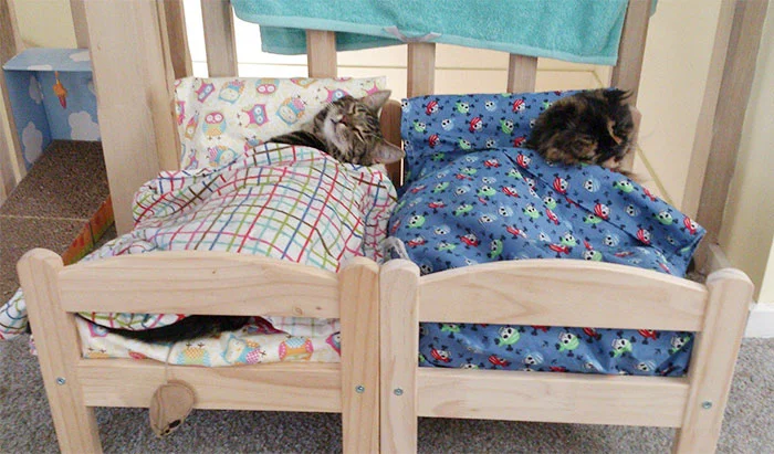 Чарівне видовище: люди купують іграшкові ліжечка IKEA і вкладають туди спати кошенят - фото 477811