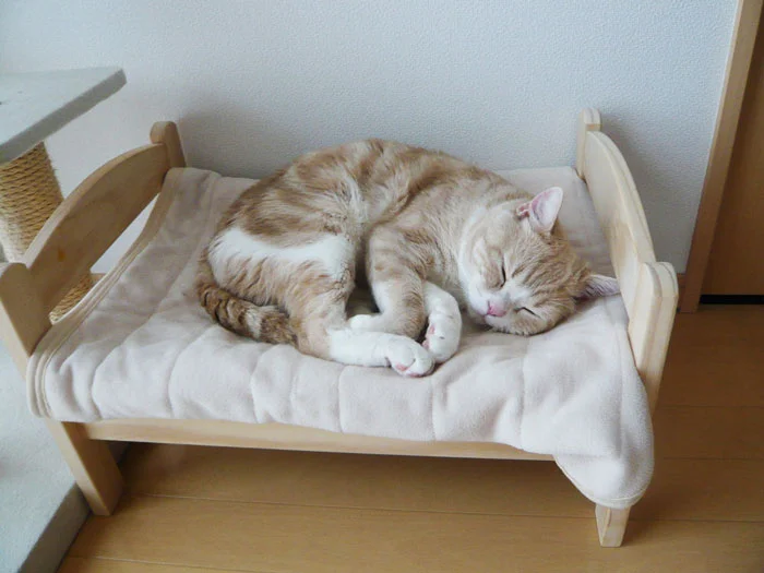 Чарівне видовище: люди купують іграшкові ліжечка IKEA і вкладають туди спати кошенят - фото 477812
