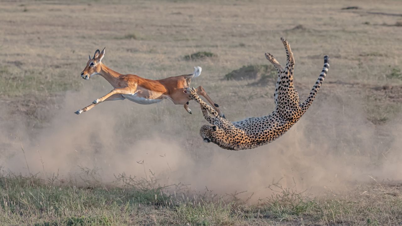 Переможці конкурсу BigPicture Natural World Photography зачарували соковитими фото природи - фото 478081