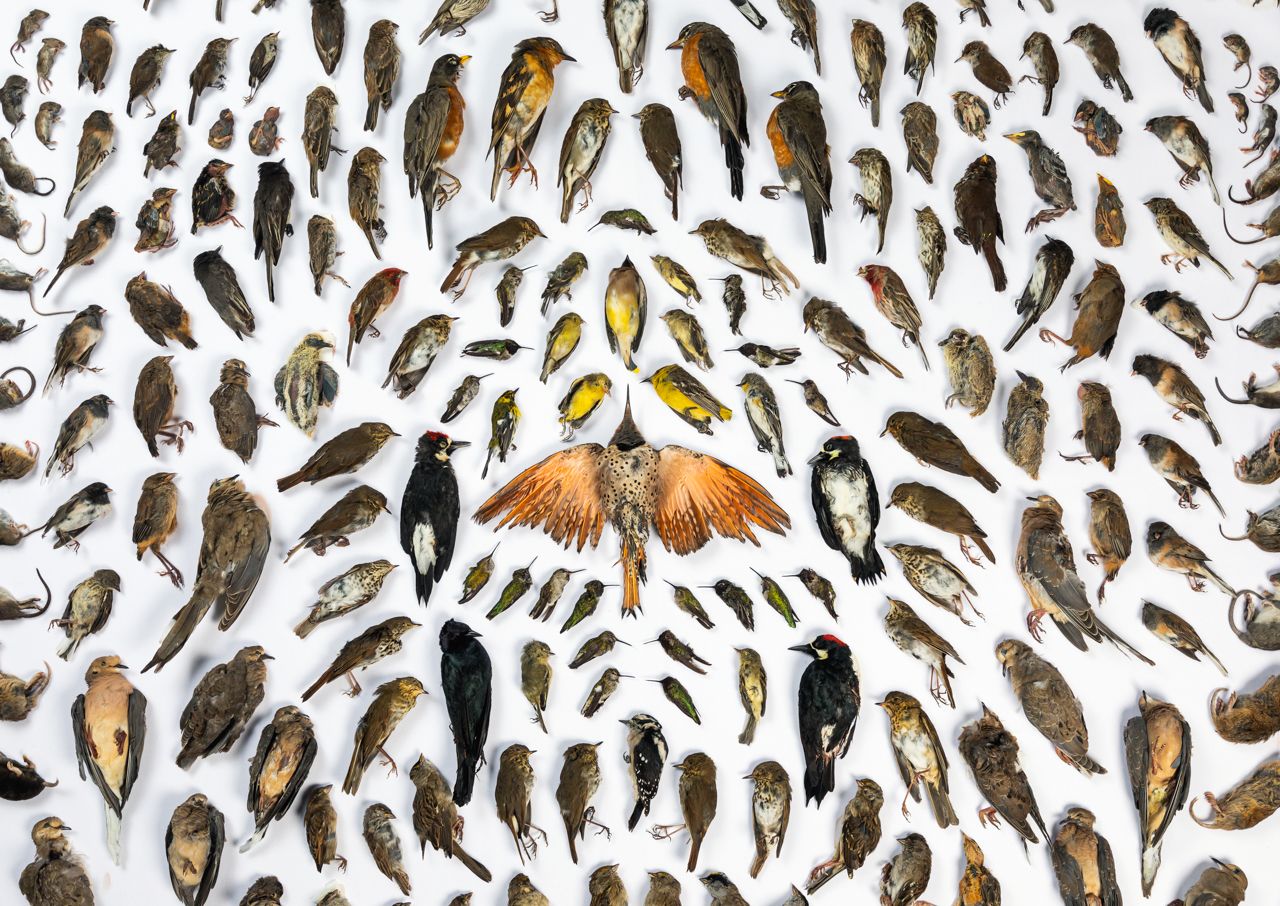 Переможці конкурсу BigPicture Natural World Photography зачарували соковитими фото природи - фото 478086