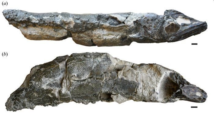 Ученые шокировали заявлением, что 55 млн лет назад анчоусы были гигантами - фото 478154